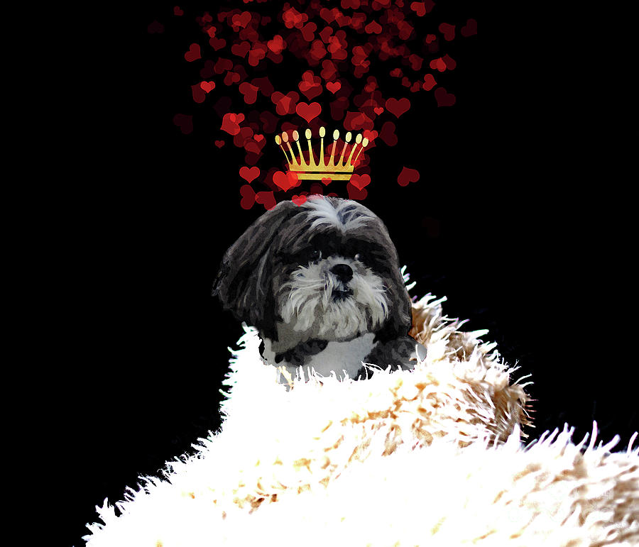 Royal Love Pup, Shi Tzu, crown of hearts Painting by Tina Lavoie