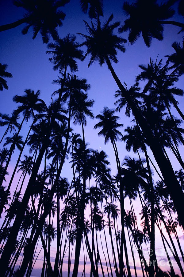 Royal Palm Grove Photograph by Allan Seiden - Printscapes