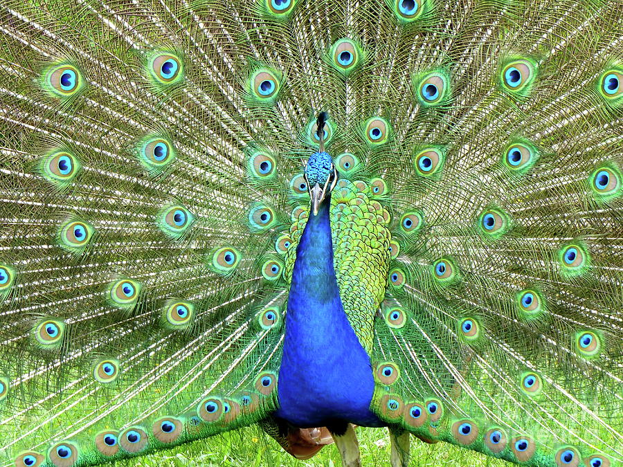 Royal Peacock Photograph by Carlos Amaro - Fine Art America