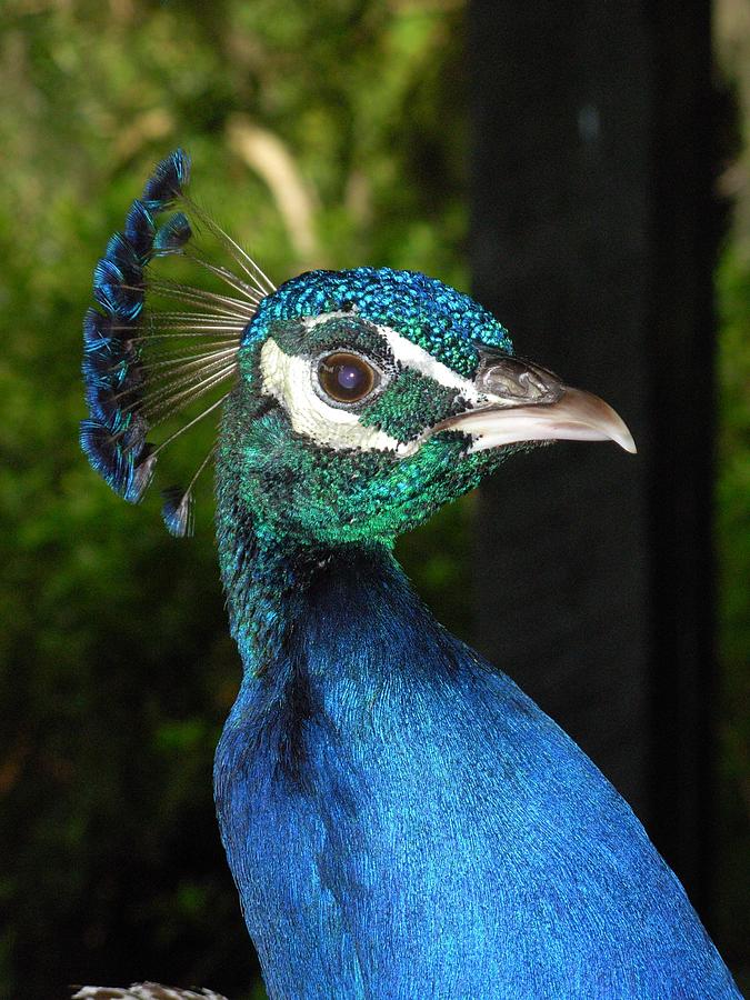 Royal Peacock Portrait Photograph by Jeanne Juhos