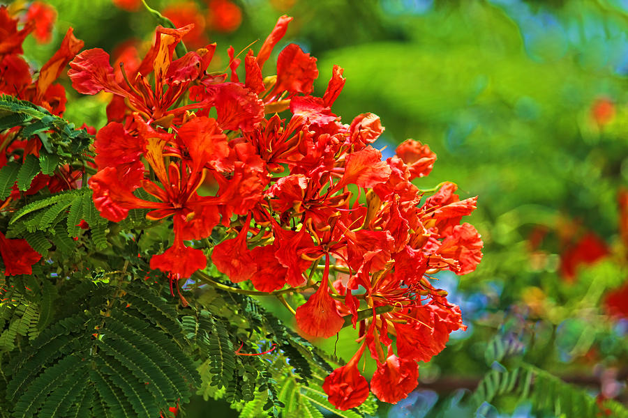 Royal Poinciana Blossom Photograph by HH Photography of Florida