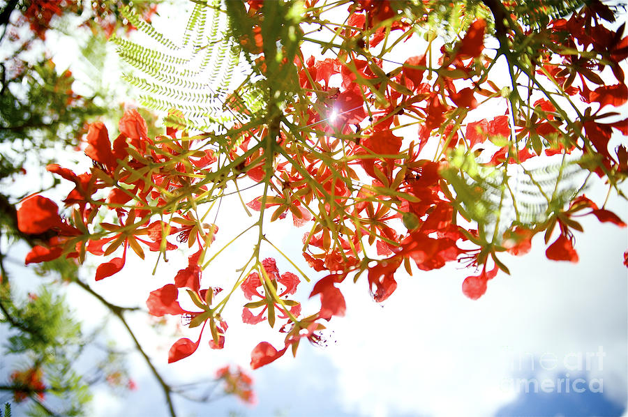 Royal Poinciana Branches Photograph by Kicka Witte - Printscapes