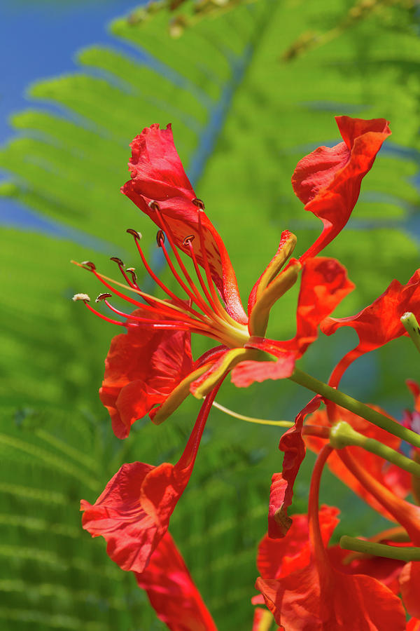 Royal Poinciana Flower Photograph