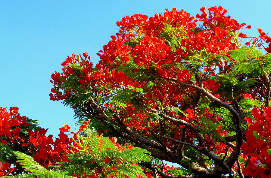 Royal Poinciana Tree Photograph by James Temple