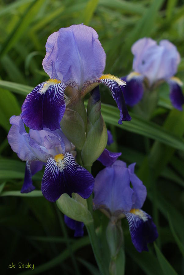 Royal Purple Iriss Photograph by Jo Smoley