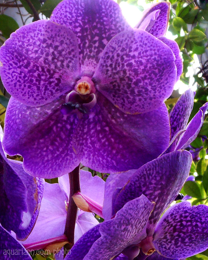 Royal Purple Orchids Photograph by Kristin Aquariann
