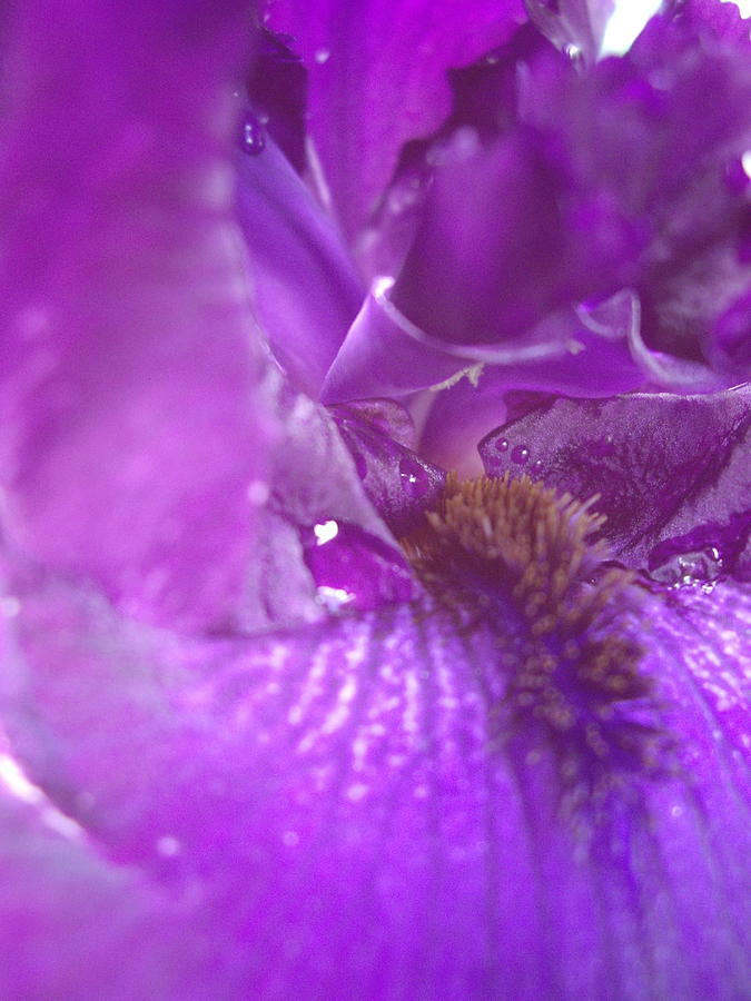 Royal Purple Rain Photograph by Carol Komassa
