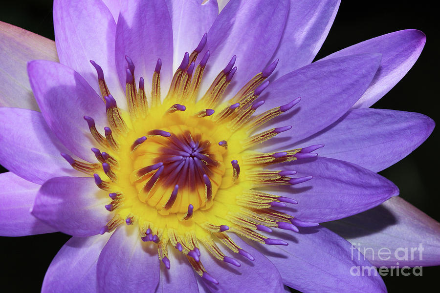 Royal Purple Water Lily #21 Photograph by Judy Whitton