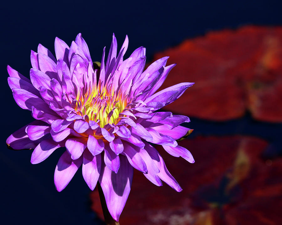 Royal Purple Water Lily Photograph by Judy Vincent