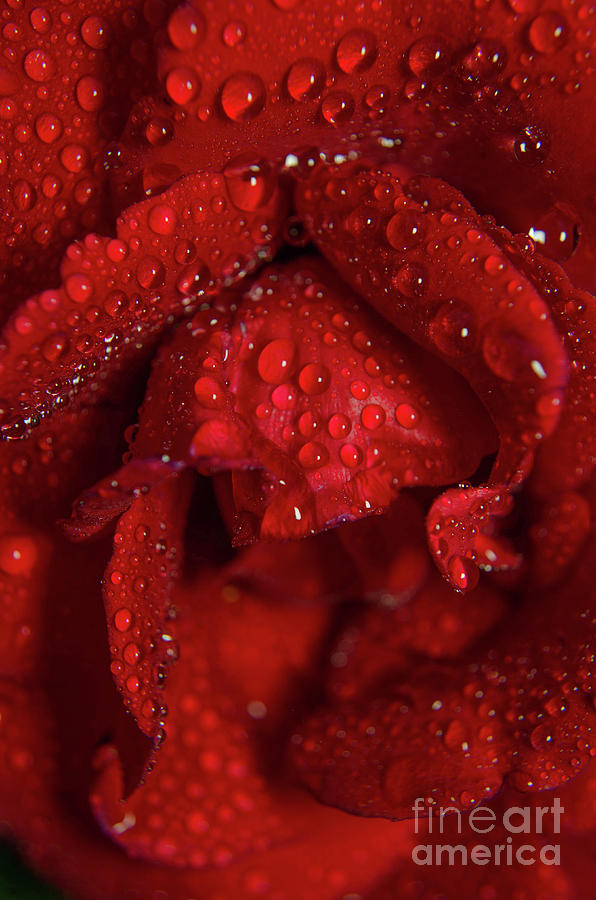 Royal Red Rose Nature / Floral / Botanical Photograph Photograph by PIPA Fine Art - Simply Solid