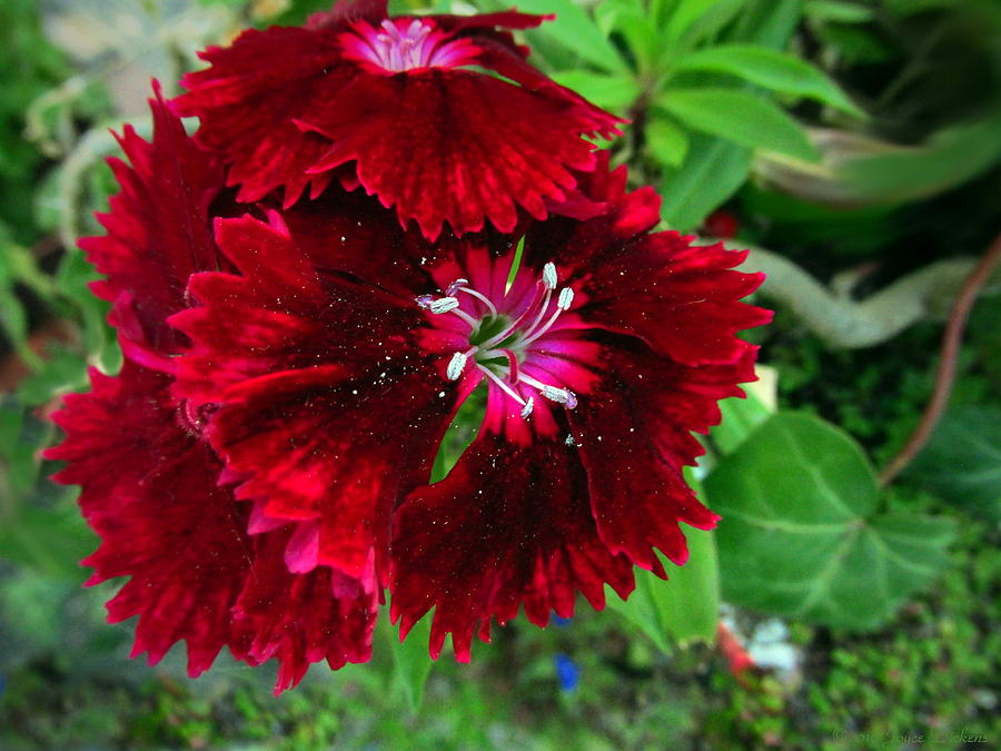 Royal Red Sweet Williams Photograph By Joyce Dickens