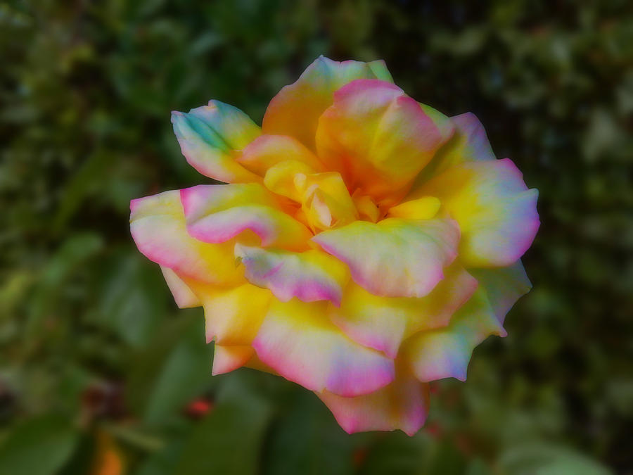 Rose Photograph - Royal Rose by Mark Blauhoefer