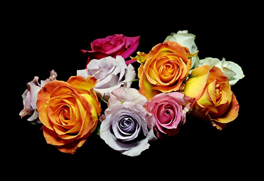 Royal Roses Photograph by Diana Angstadt