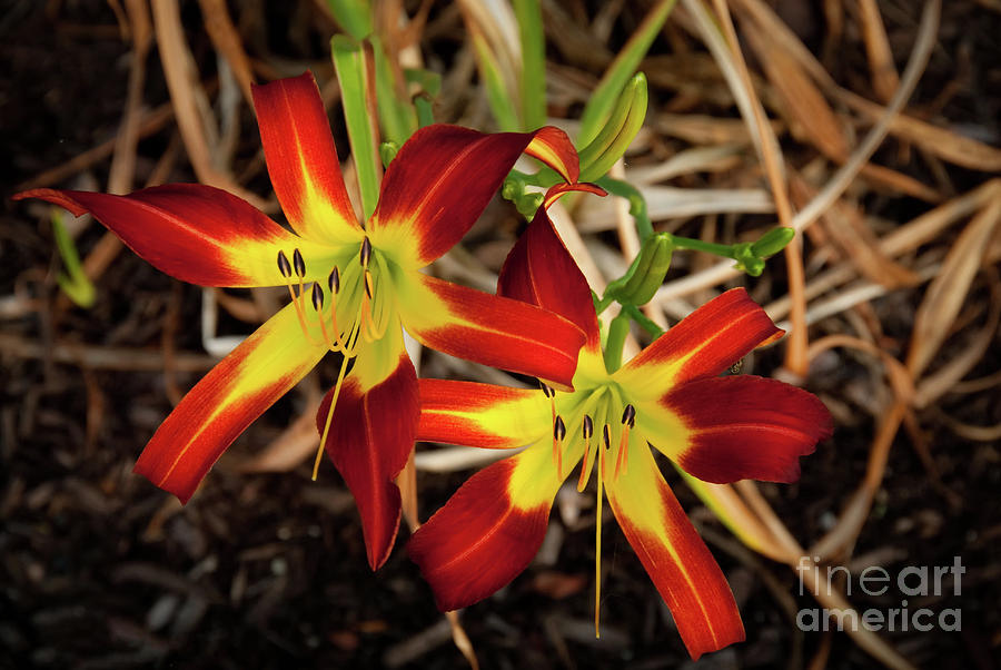 Royal Sunset Lily Nature / Floral / Botanical Photograph Photograph by PIPA Fine Art - Simply Solid