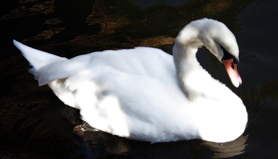 Royal Swan Photograph by La Dolce Vita