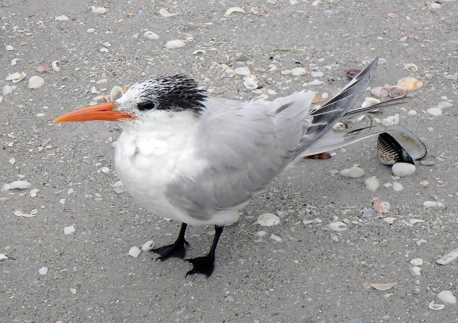 Royal Tern 1 Photograph by June Goggins - Fine Art America