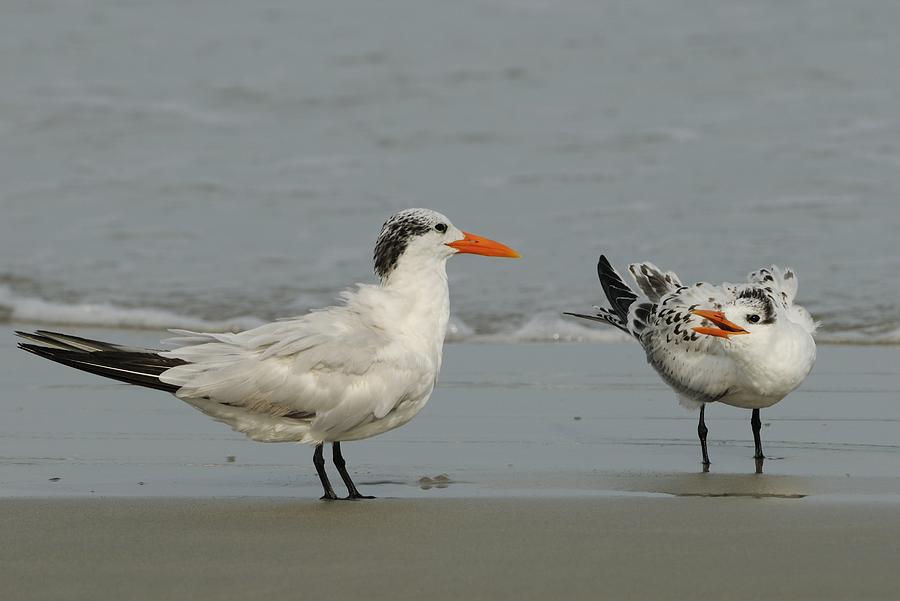 Royal Tern Adult and Young Bird Photograph by Bradford Martin