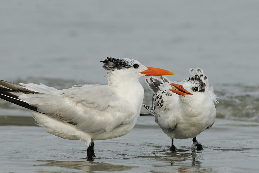 Royal Tern Adult and Young Photograph by Bradford Martin