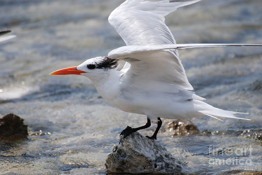Royal Tern Bird With His Wings Extended on a Rock Photograph by DejaVu Designs