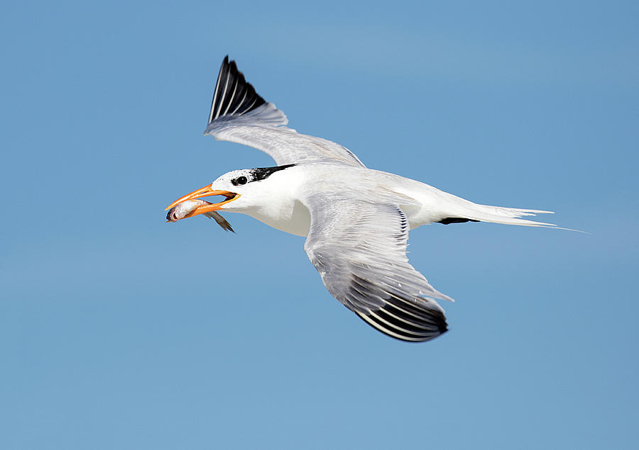 Royal Tern Delivery Photograph by Art Cole