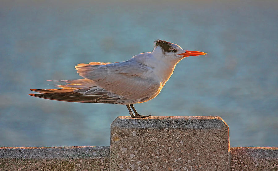 Royal Tern Photograph by HH Photography of Florida
