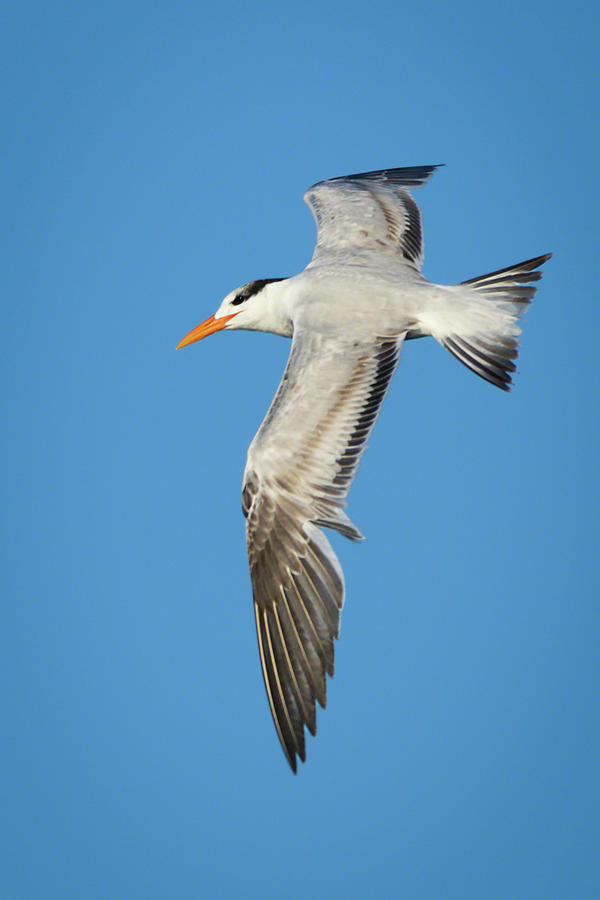 Royal Tern in Flight Photograph by Dawn Currie