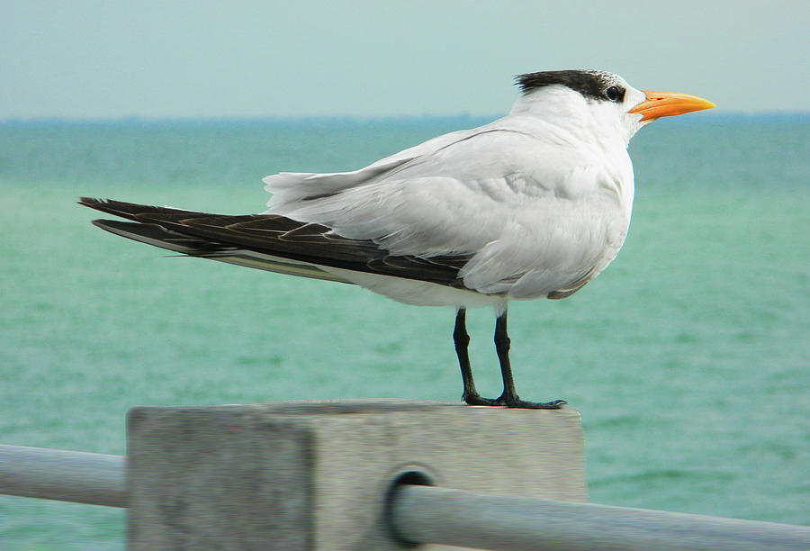 Royal Tern On The Lookout At De Soto Park Photograph by Emmy Vickers