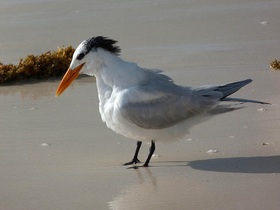 Royal Tern pausing on the sand near Tulum Photograph by Andrea Freeman