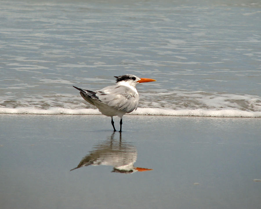 Royal Tern Reflection Photograph by Peggy Urban
