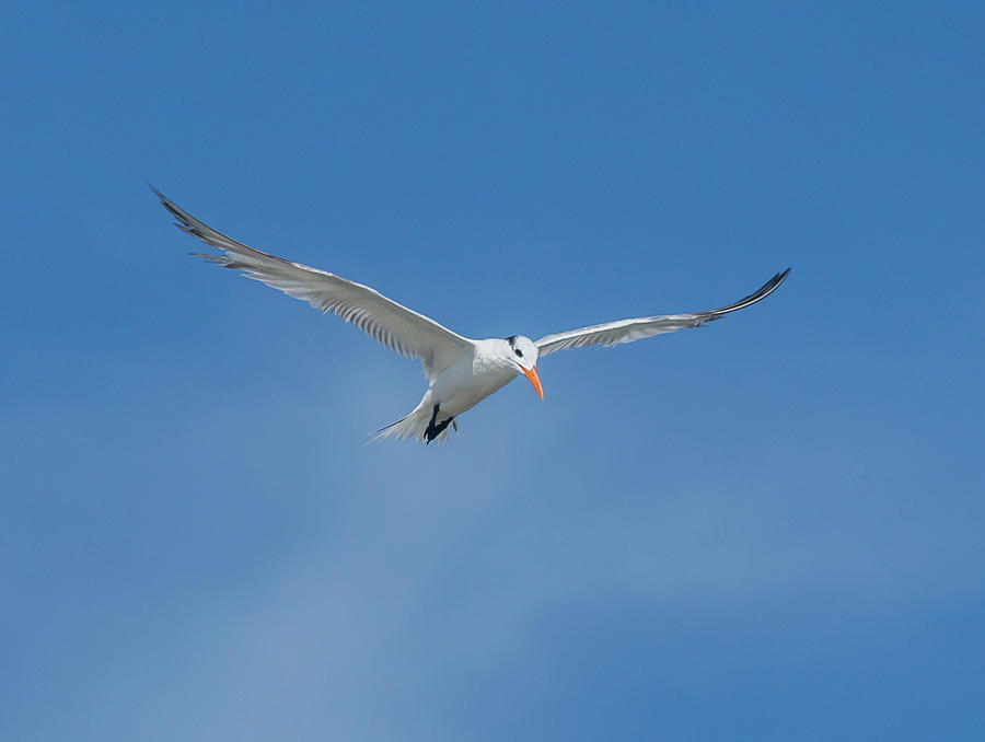 Royal Tern in Flight Photograph by Terry Walsh