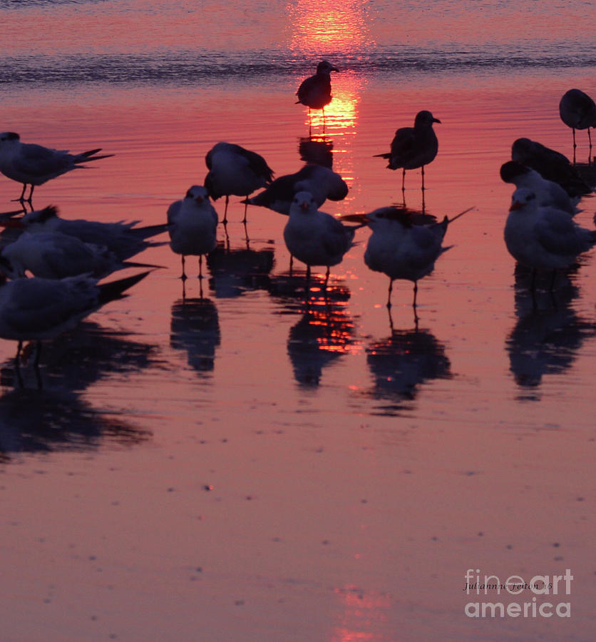 Seabirds Photograph - Royal Tern Sunrise 11-19-16 by Julianne Felton
