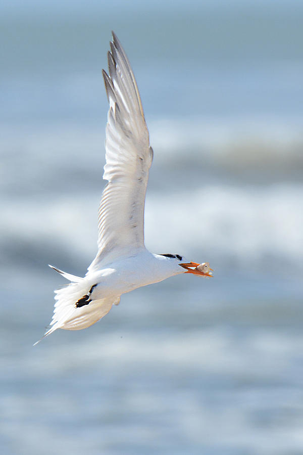 Royal Tern with Royal Catch Photograph by Alan Lenk