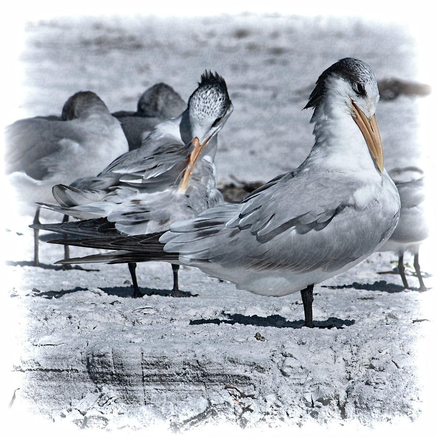 Royal Terns by Andrew Chianese Royal Terns by Andrew Chianese