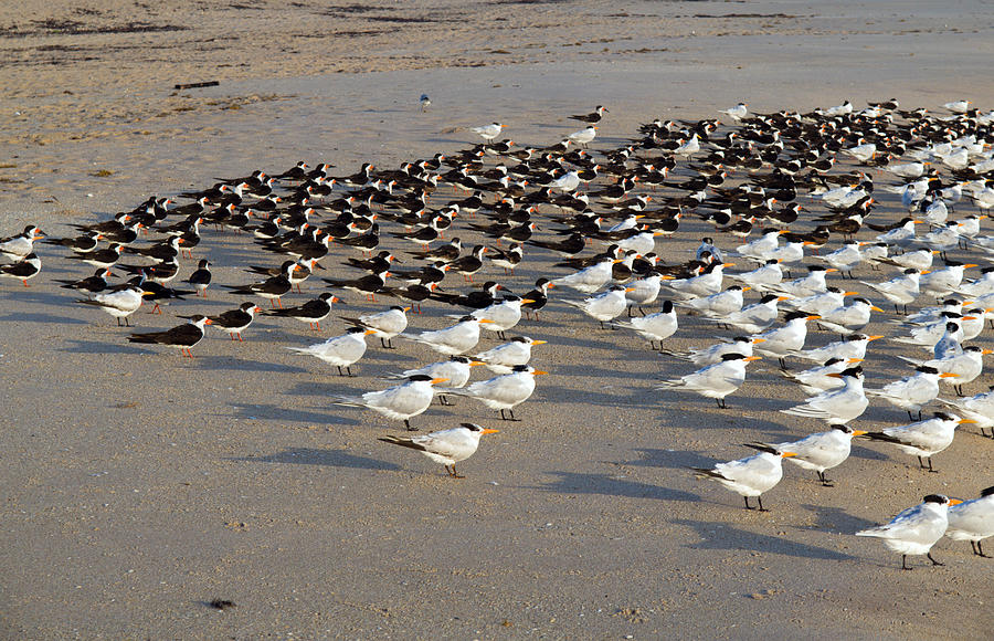 Royal Terns At Sebastian Inlet In Florida Photograph by Allan Hughes ...