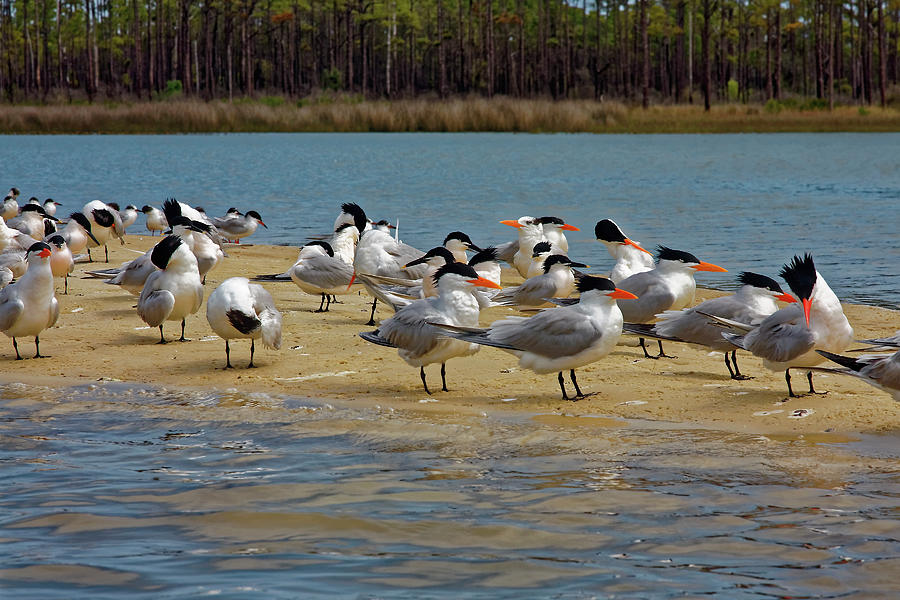 Royal Terns Flock Photograph by Sally Weigand