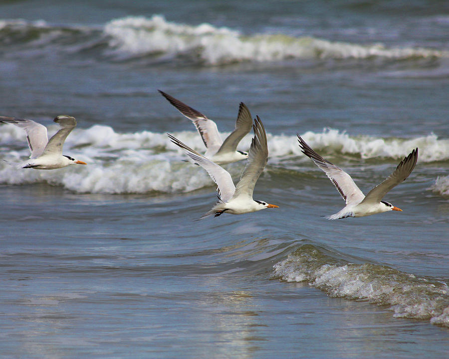 Nature Photograph - Royal Terns, Surfside, Texas by TN Fairey