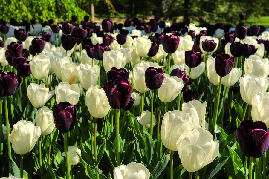 Royal Tulips Photograph by FineArtRoyal Joshua Mimbs