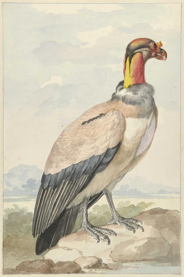 Royal Vulture Sarcoramphus Papa, Aert Schouman, 1758 V Painting