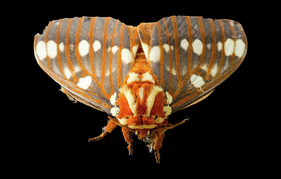 Royal Walnut Moth on Black Photograph by Greg Reed