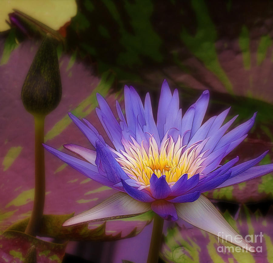 Royal Water Lily Photograph by Judi Bagwell