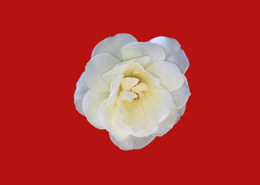Royal White Rose Photograph by Daniel Hebard
