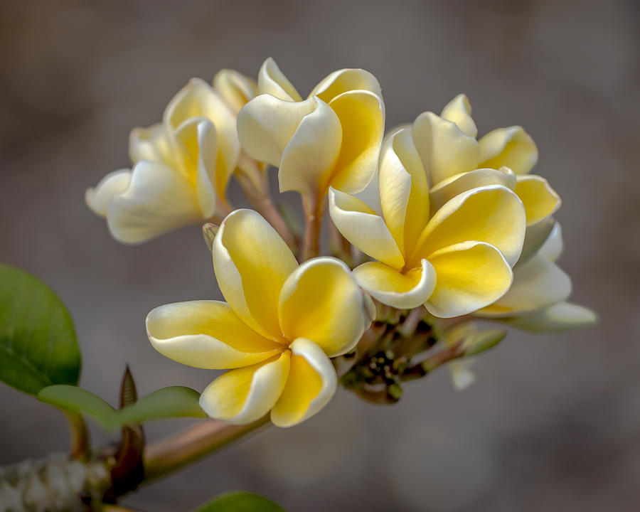 Royal Yellow Plumerias Photograph by Jade Moon 