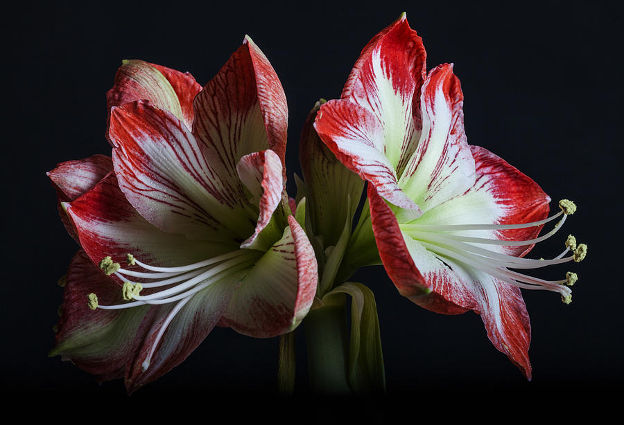 Flowers Still Life Photograph - RoyalDutch by Doug Norkum