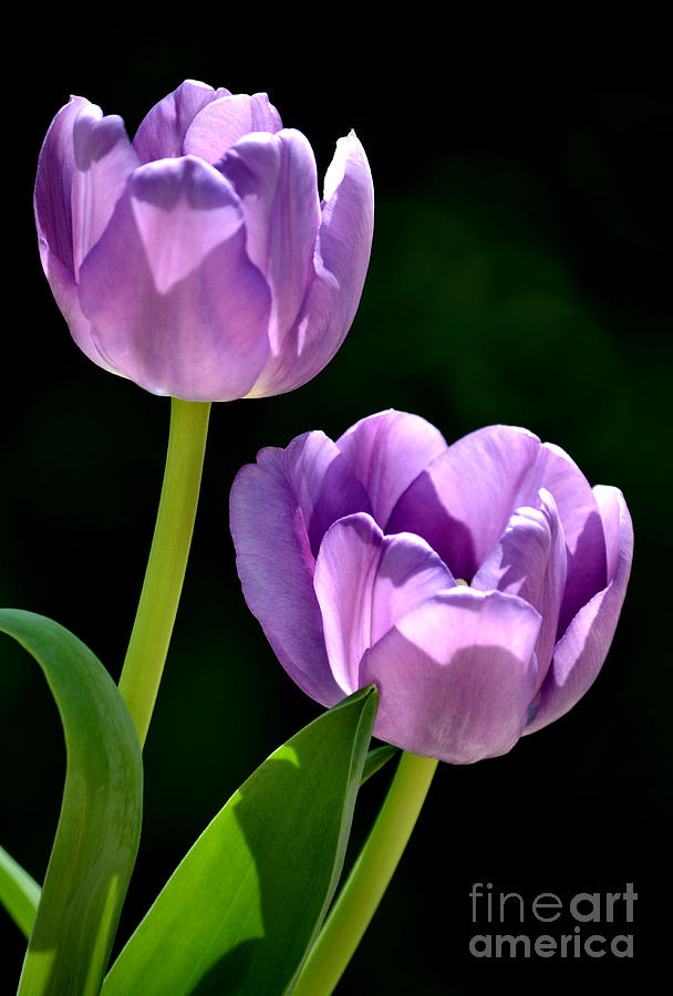 Tulip Photograph - Royals by Deb Halloran