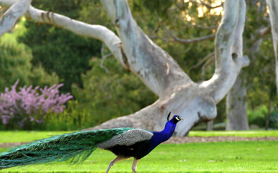 Peacock Photograph - Royalty by Evelyn Tambour