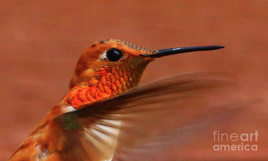 Rufous Hummingbird Profile Photograph by Marty Fancy
