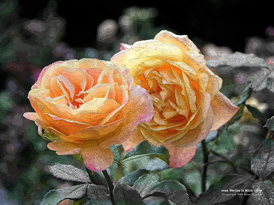 Rose Digital Art - r.Strike It Rich 1309 by Brian Gryphon