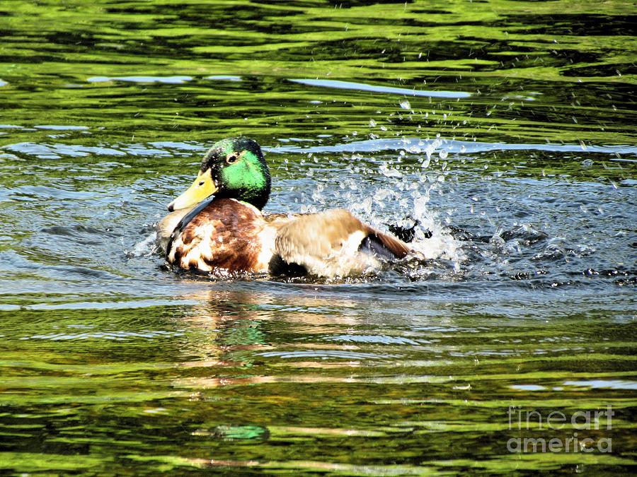 Duck Photograph - Rub A Dub Dub by Elizabeth Dow