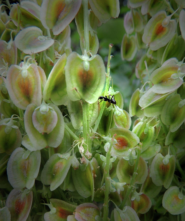 Rubarb Seed Flower And The  Ant Photograph by Nancy Griswold