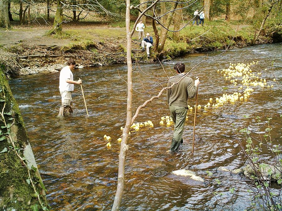 Rubber Duck Herding Photograph by Richard Brookes